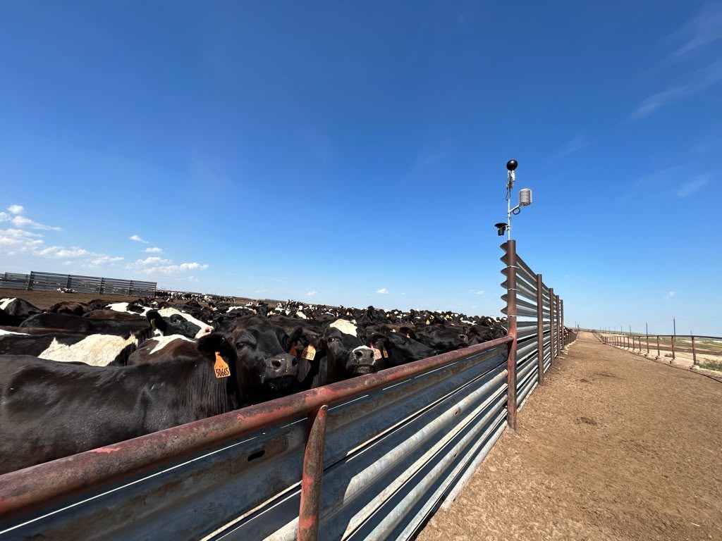 Cattle Heat Stress - Dalhart, TX