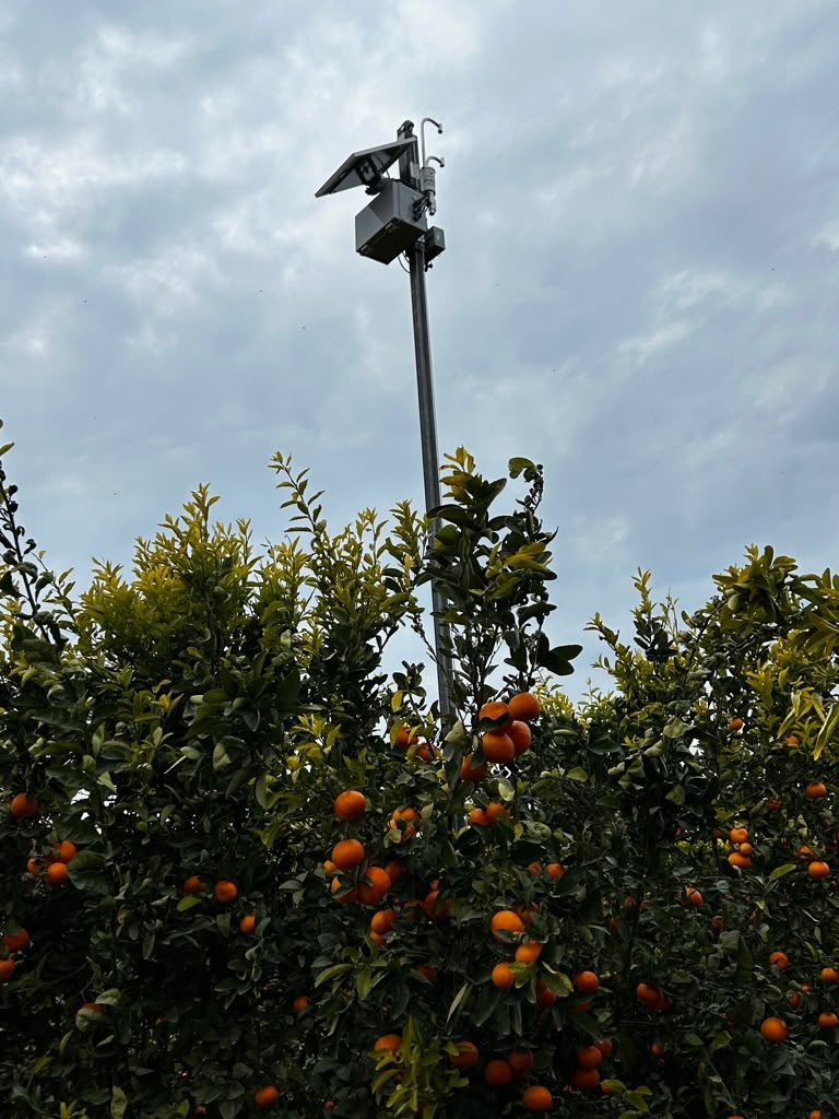 Citrus Actual ET - Reedley, CA