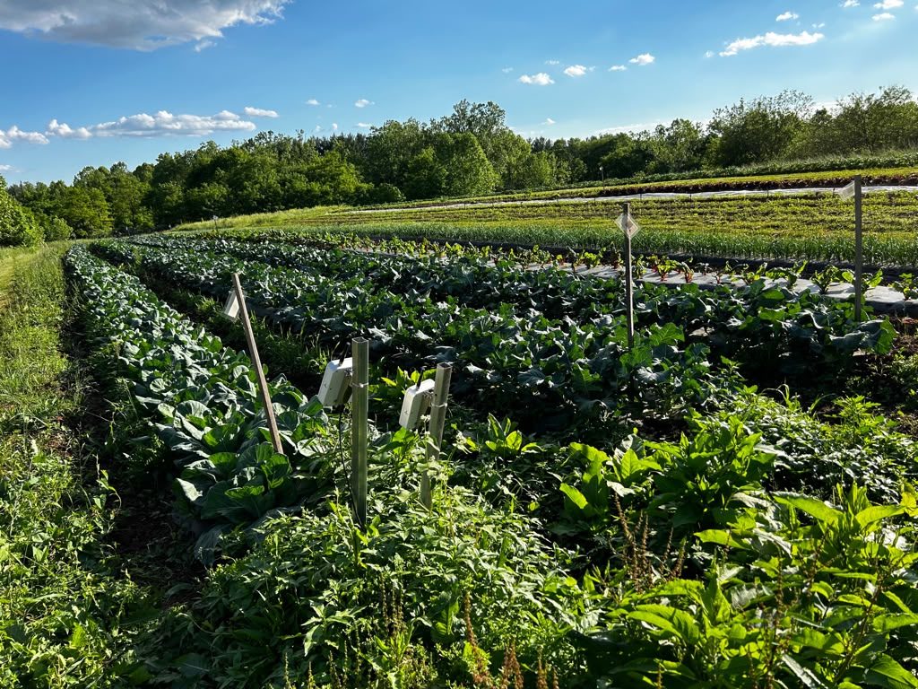 Organic Vegetables - Dickerson, MD