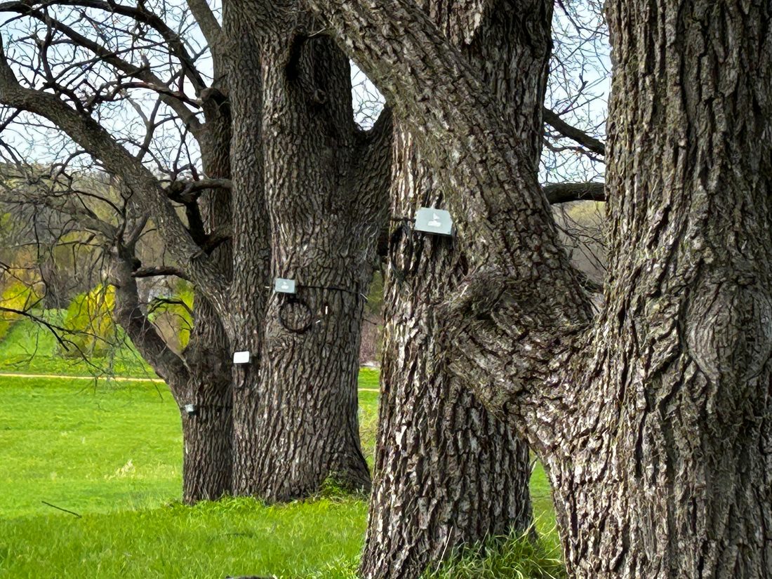 Walnut Sap Flow - Chaska, MN