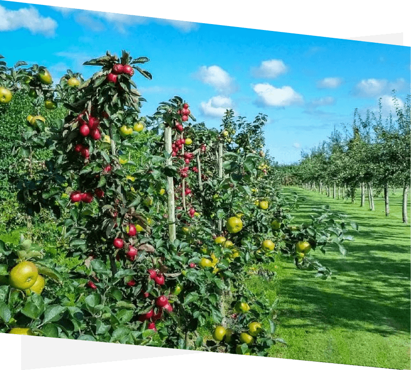Orchard & vineyard